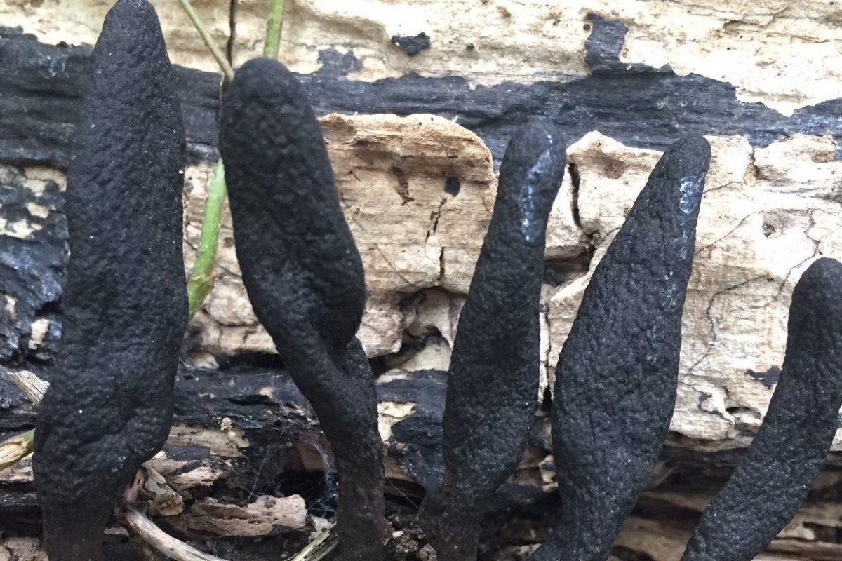 Black fungus looking like burnt fingers