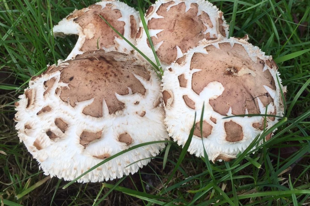 Shaggy parasol mushrooms