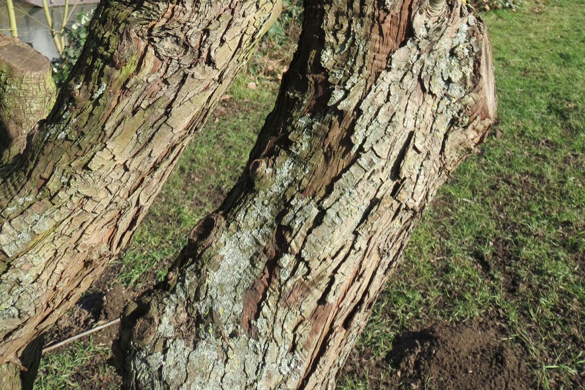 Hawthorn bark