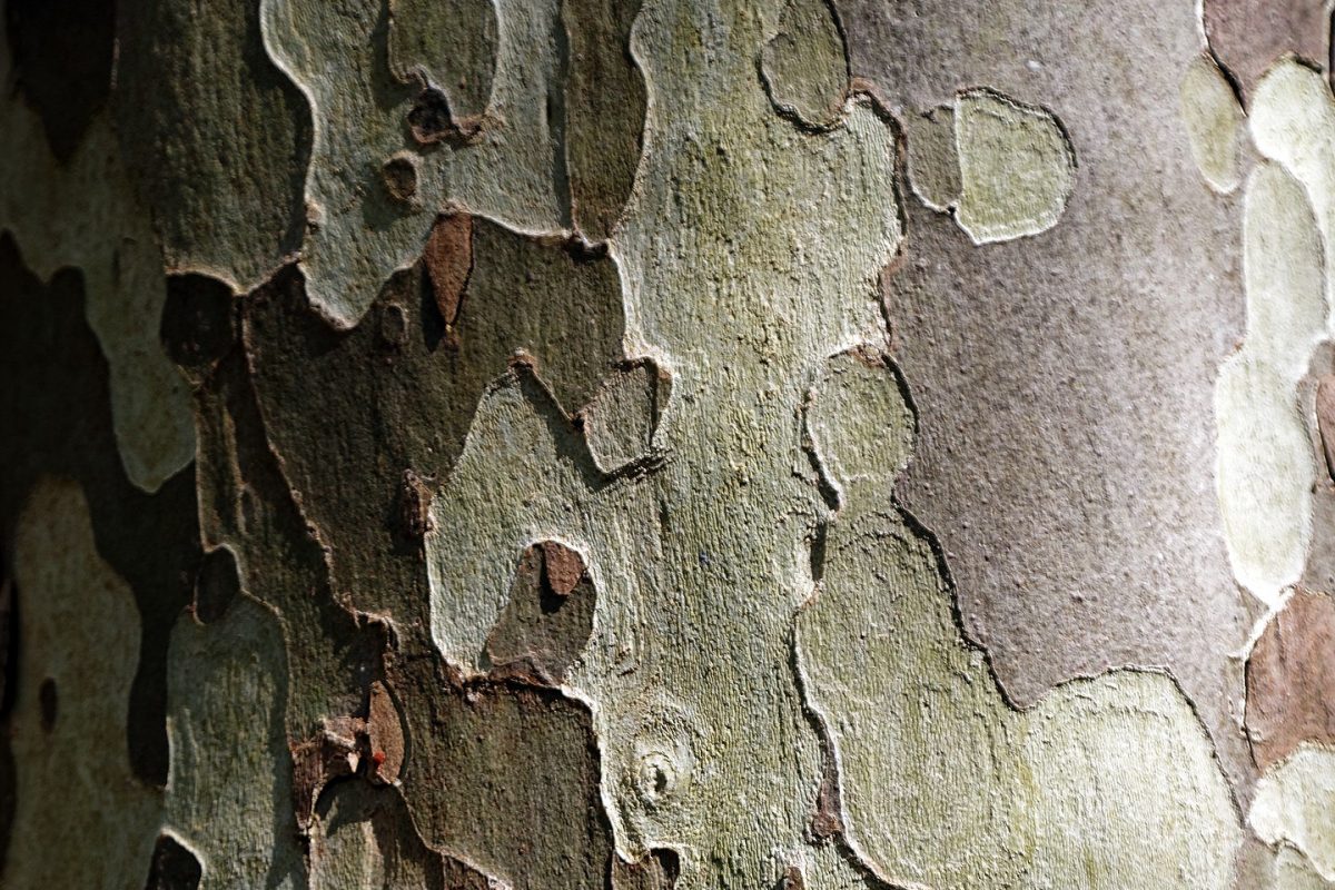 London Plane tree bark