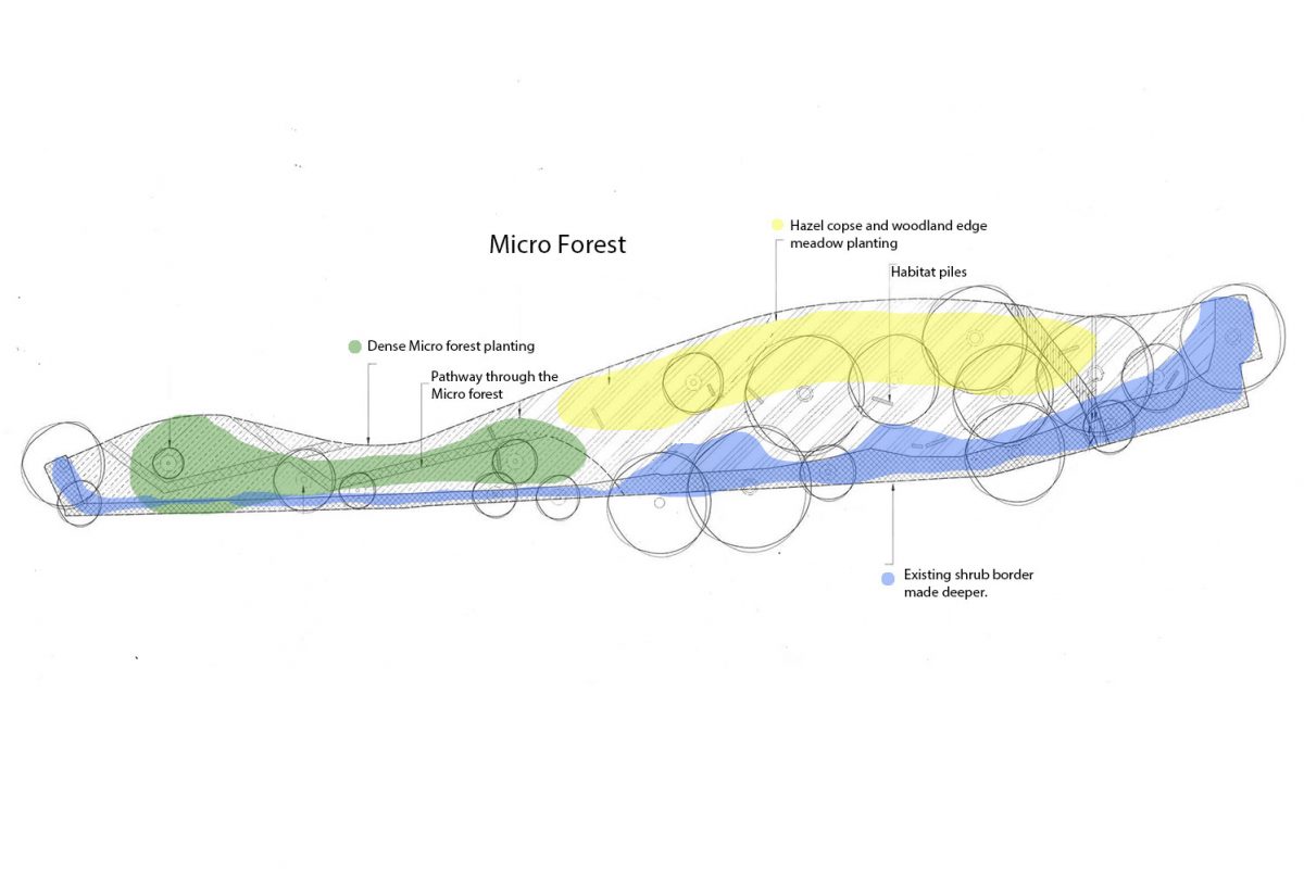 Garden planting plan with forest to the left and woodland edge planting to the right