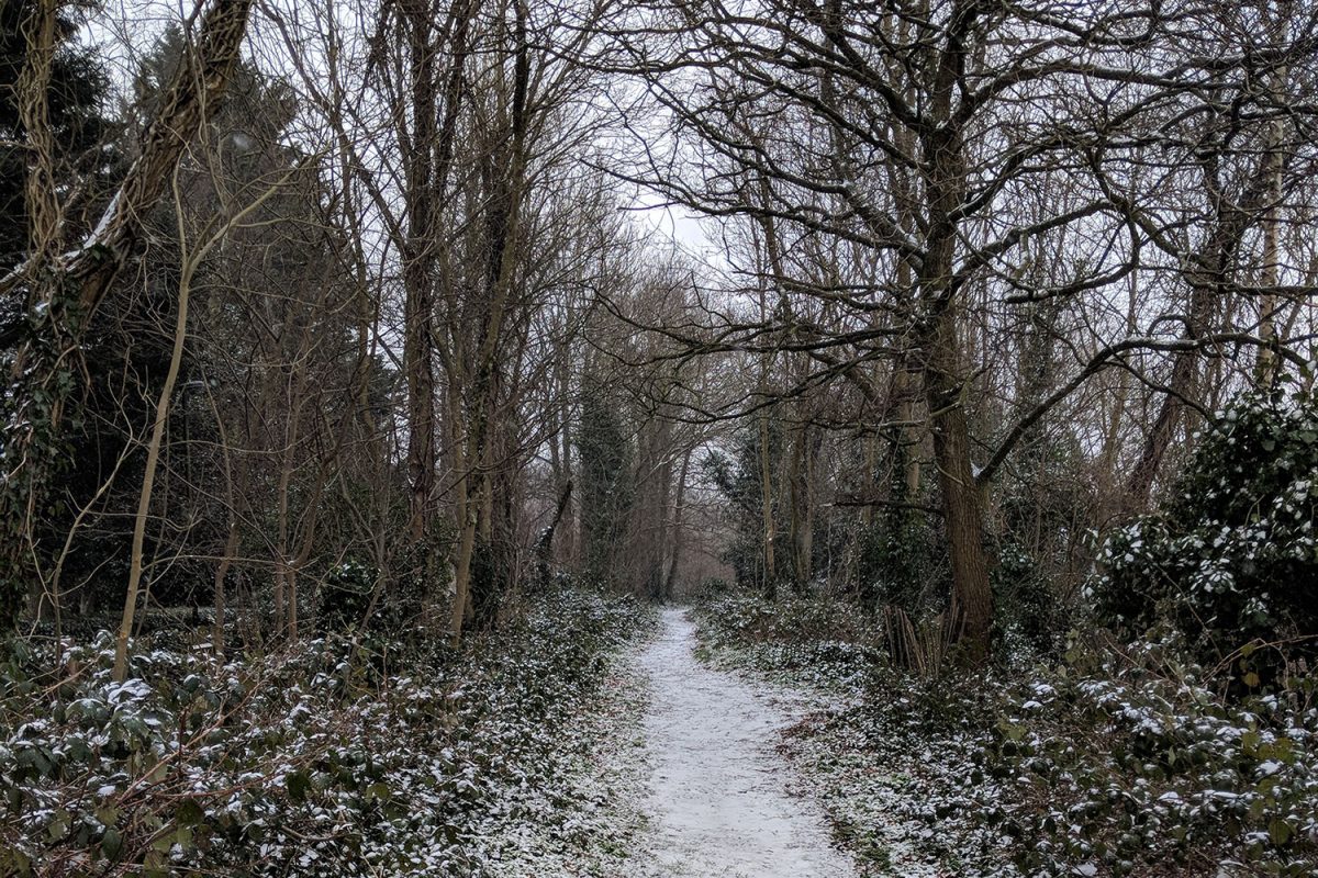 Nature Trail in Winter