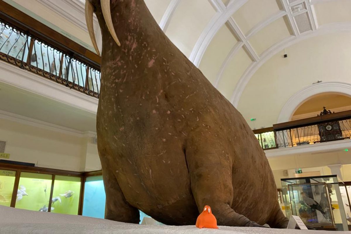 Small orange walrus with the real Horniman Walrus