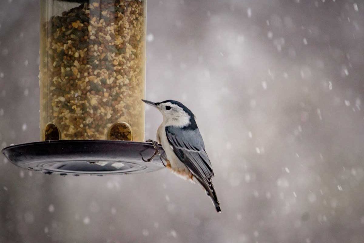 A bird eats from a bird feeder in the snow