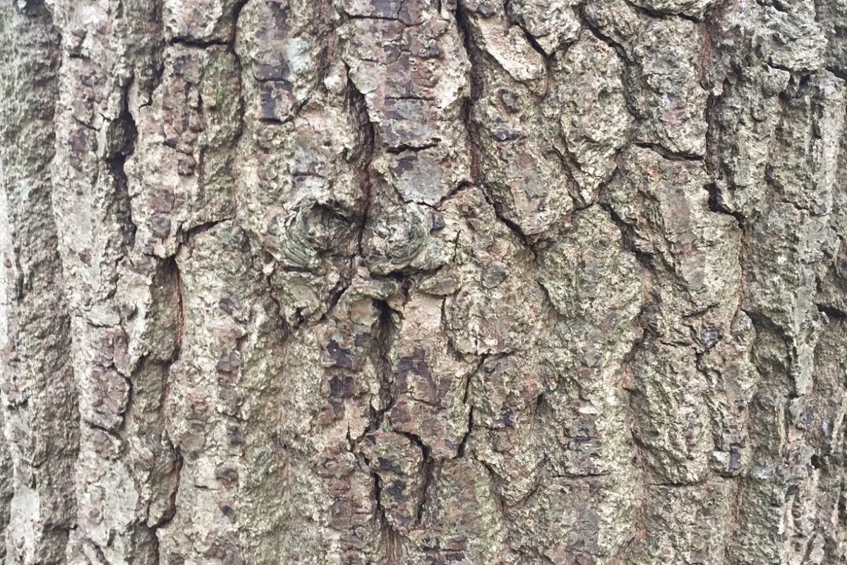 Close up of oak bark