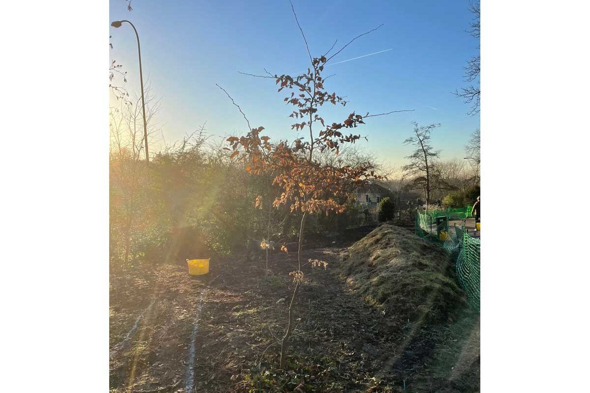 Sapling in the sunlight