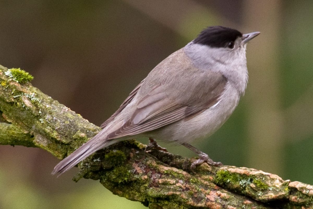 Blackcap bird on a branch