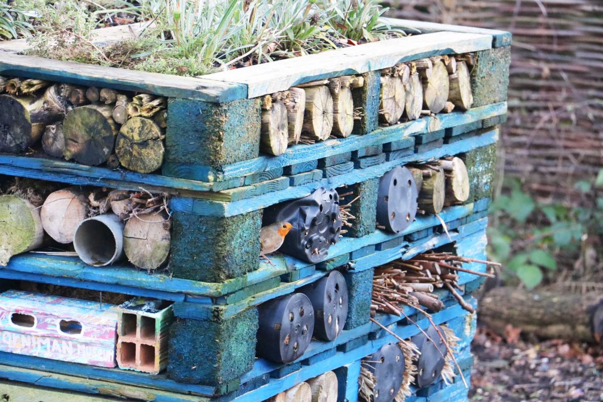 Robin on a bug hotel at the Horniman