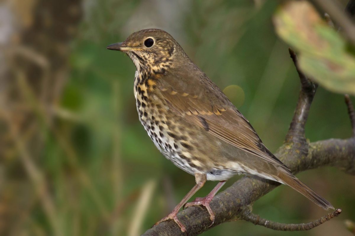 Song thrush on a branch