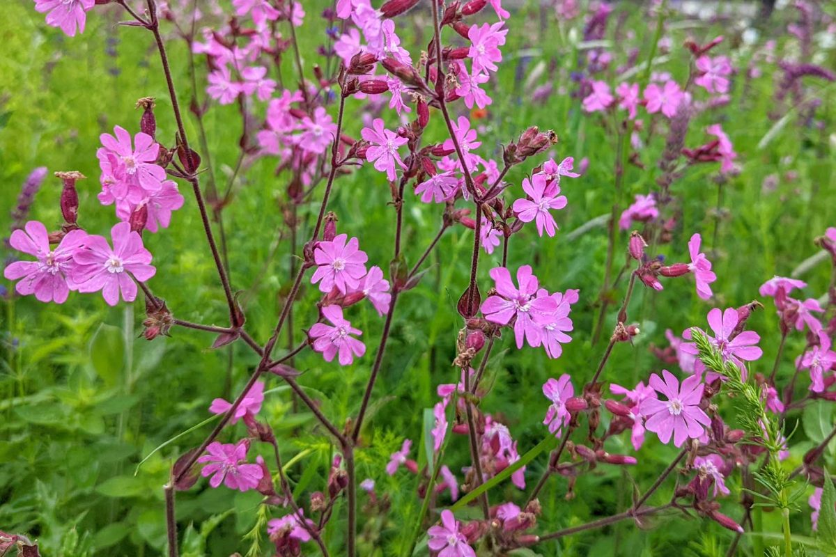 bold pink red campion flowers