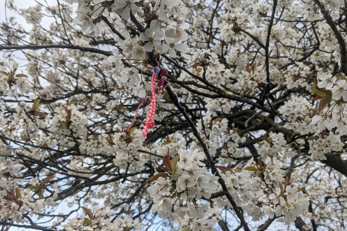 A Martenitsa - red and white yarn - tied to a white blossom tree