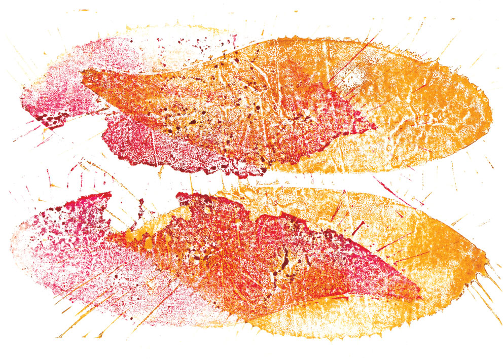 Lino print of two orange and pink fish shapes on a white background