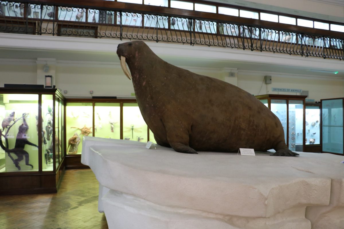 The walrus pictured from the side in the Horniman Natural History Gallery sitting atop a fake iceberg