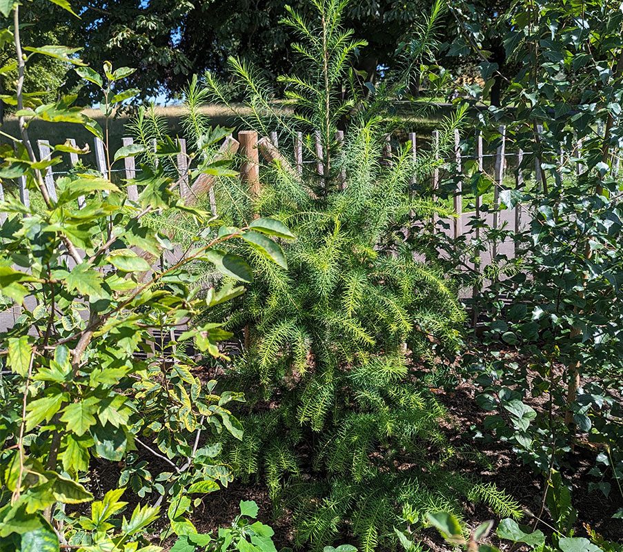 A larch tree next to the fence in the London Road Forest Border