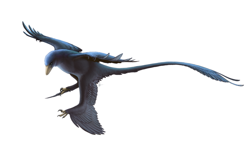 A recreation of a microraptor in flight