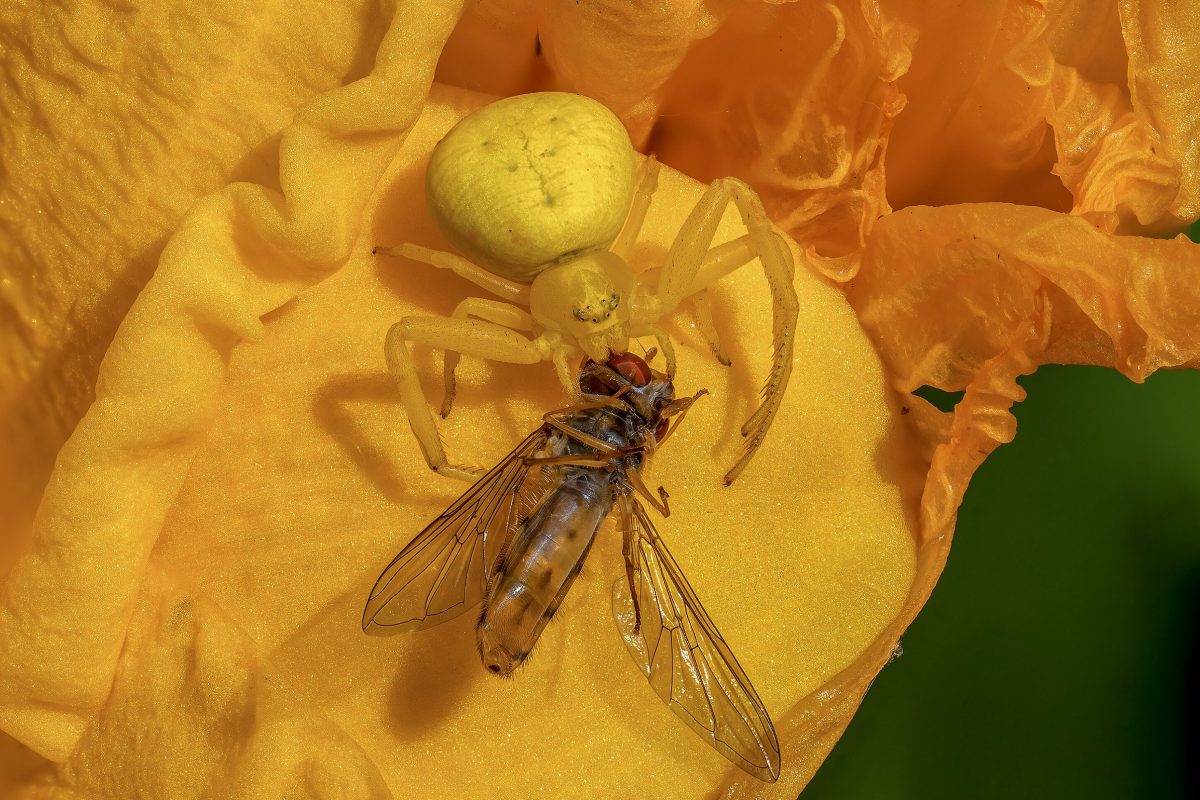 A yellow flower crab spider on a yellow flower, holding a fly it has caught