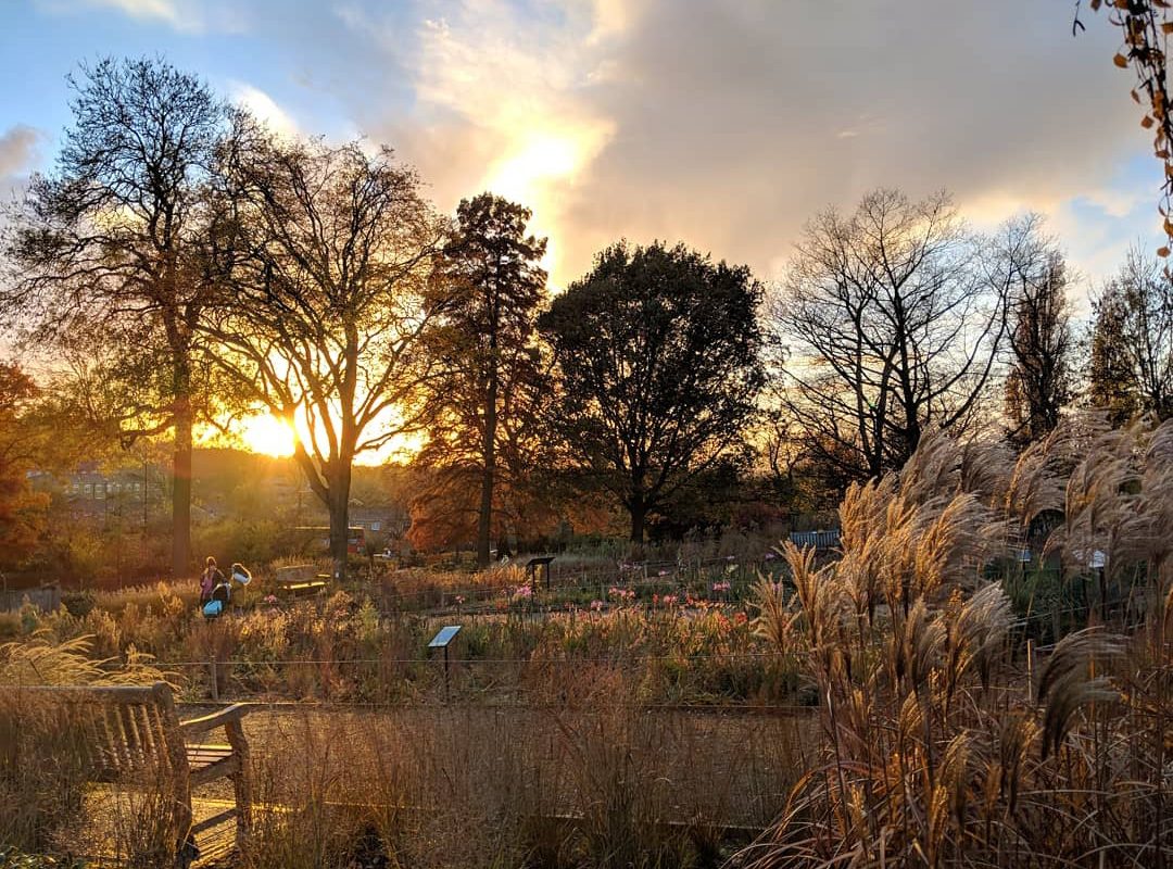 The Horniman Gardens grassland area as the sun sets in autumn