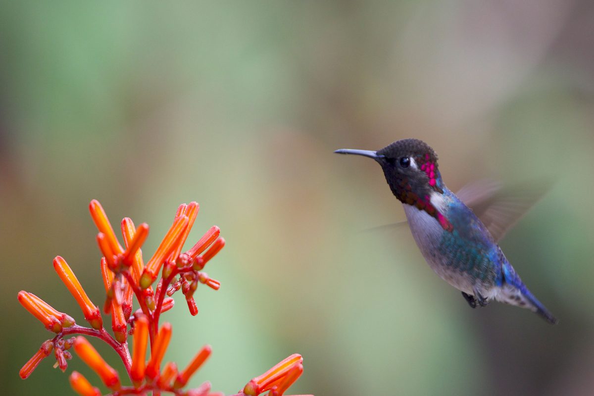 A bee hummingbird hovers near an orange flower