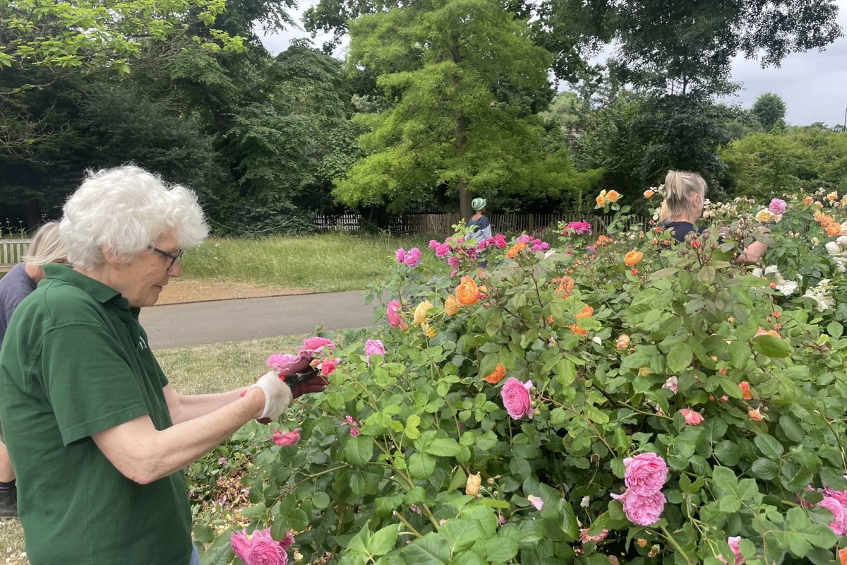 Irene cuts roses in the Gardens