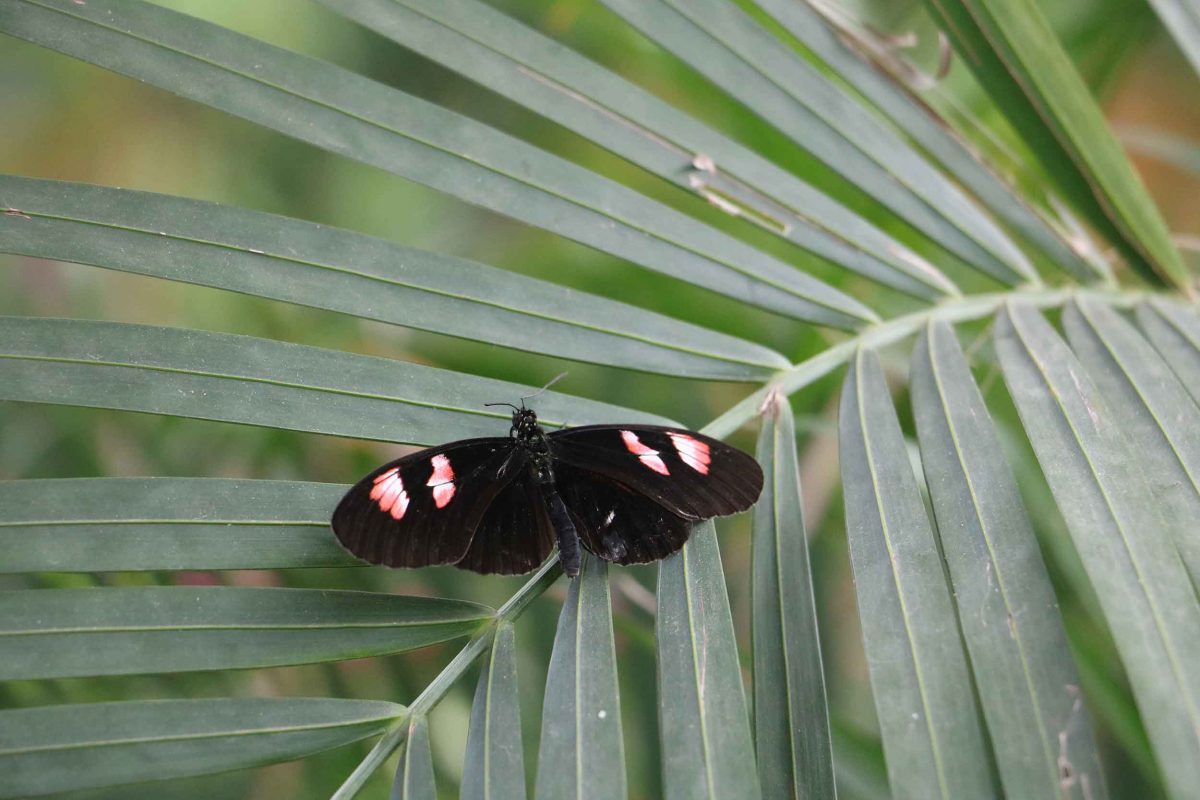 A butterfly on a leaf in the Horniman Butterfly House