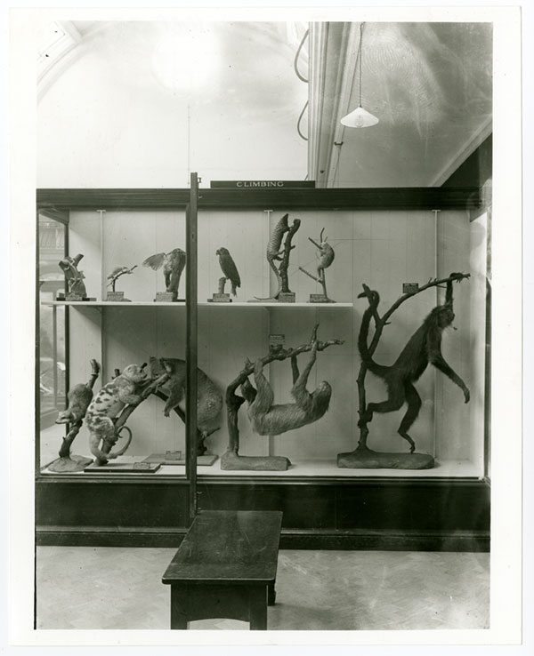 Archive photo of case featuring taxidermy monkeys