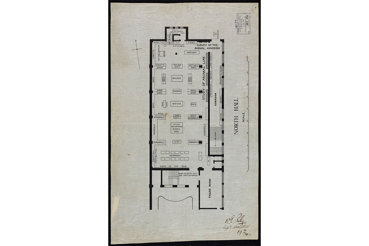 Archive floor plan of the Natural History Gallery. The cases are labelled with the animals in them, including the Walrus