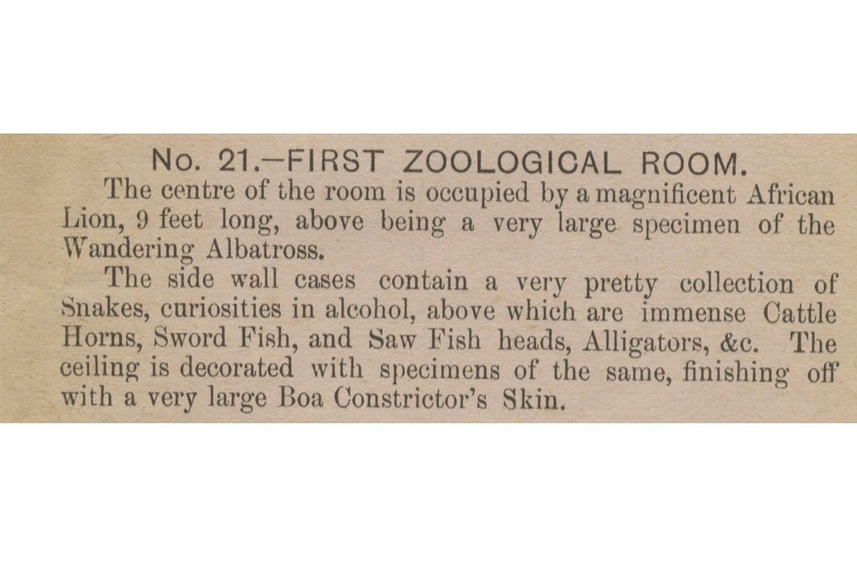 Extract from Museum guide which reads 'No. 21 - First Zoological Room. The centre of the room is occupied by a magnificent African Lion, 9 feet long, above being a very large specimen of the Wandering Albatross. The side wall cases contain a very pretty collection of Snakes, curiosities in alcohol, above which are immense Cattle Horns, Sword Fish, and Saw Fish Heads, Alligators &c. The ceiling is decorated with specimens of the same, finishing off with a very large Boa Constrictor's Skin.'