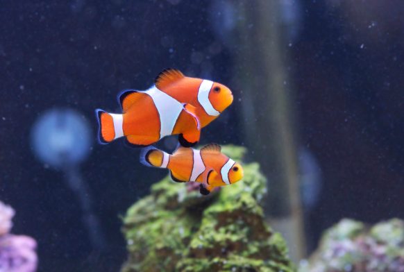 Gender-switching fish and beyond