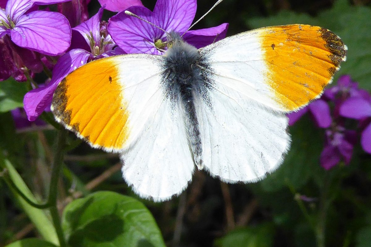 Orange Tip Butterfly on a purple flower