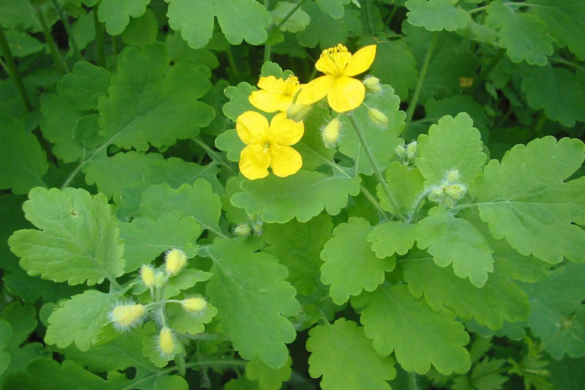 Greater celadine - a yellow flower with four petals