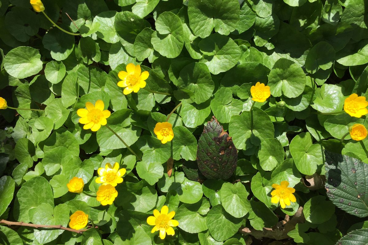 Lesser Calendine, a yellow flower with heart shaped petals