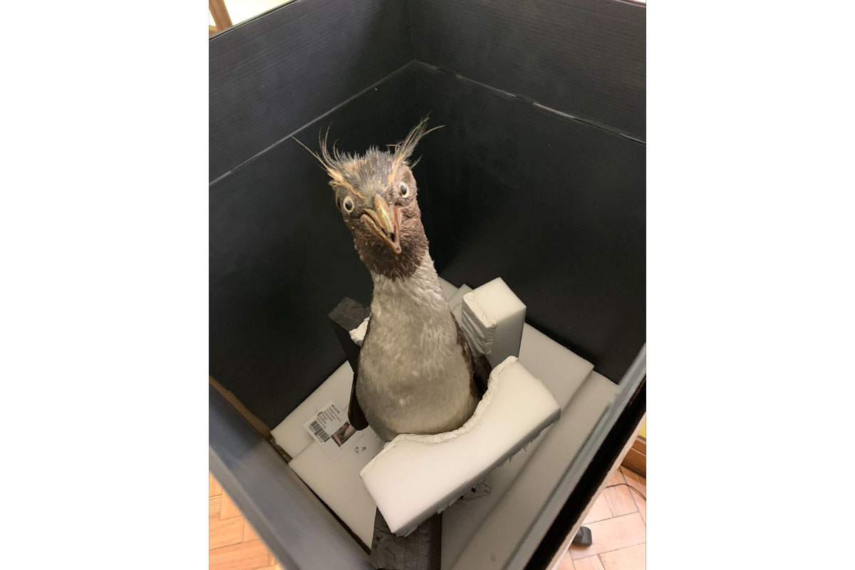 Taxidermy penguin looking up from a box