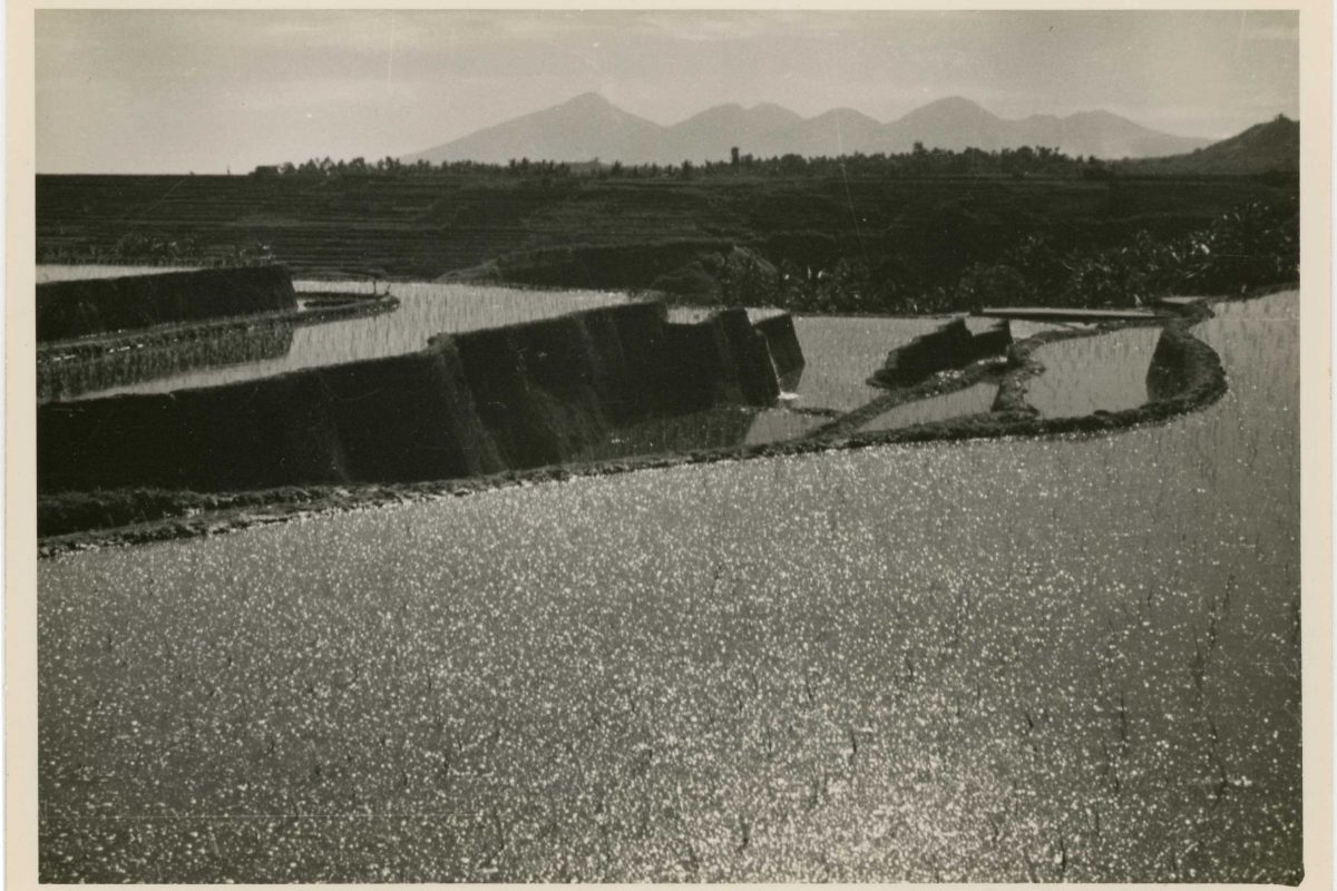 Archive photo of a paddy field