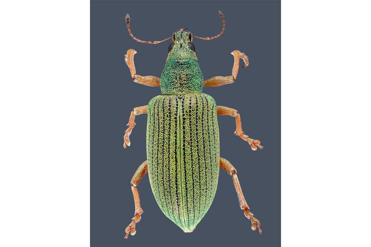 Super close up image of a green insect