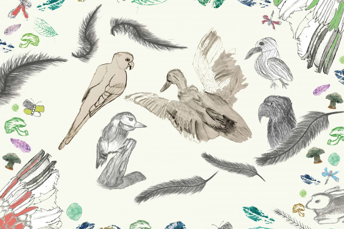 Illustrations of birds