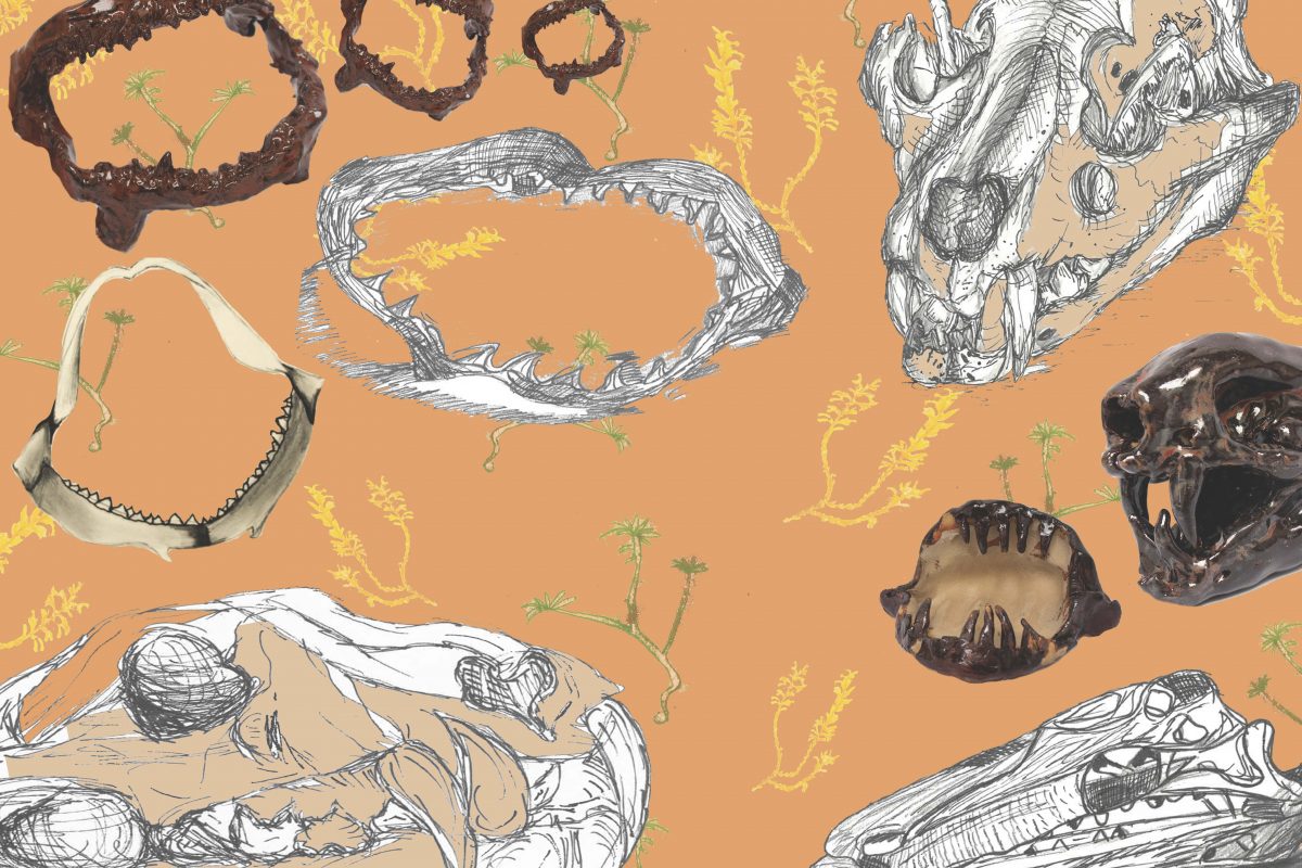 Illustrations of animal bones