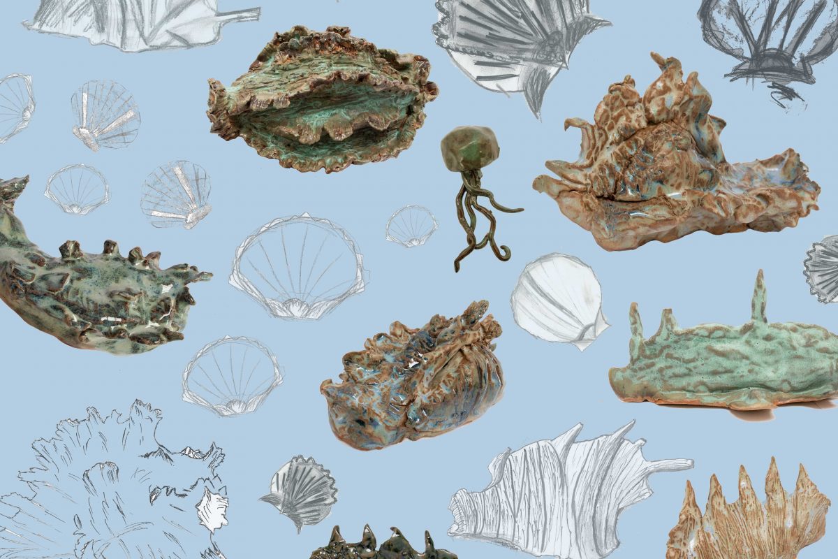 Illustrations of different shells