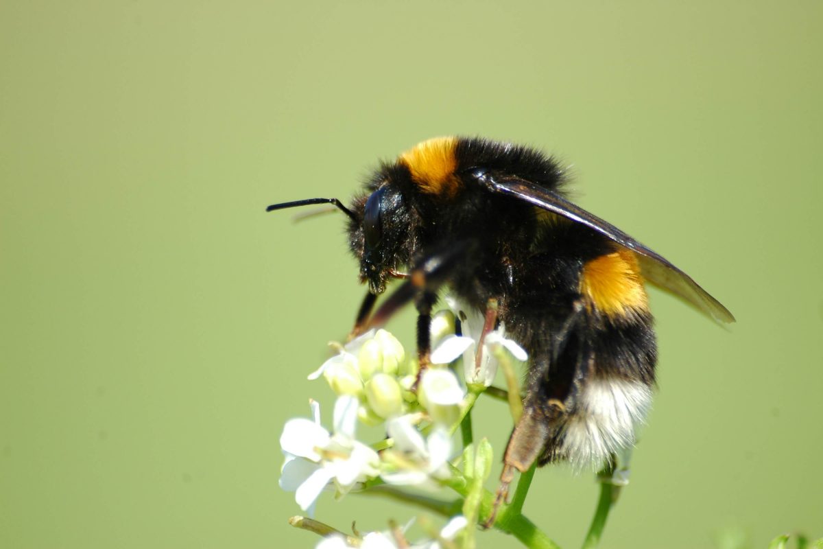 Buff tailed bumblebee