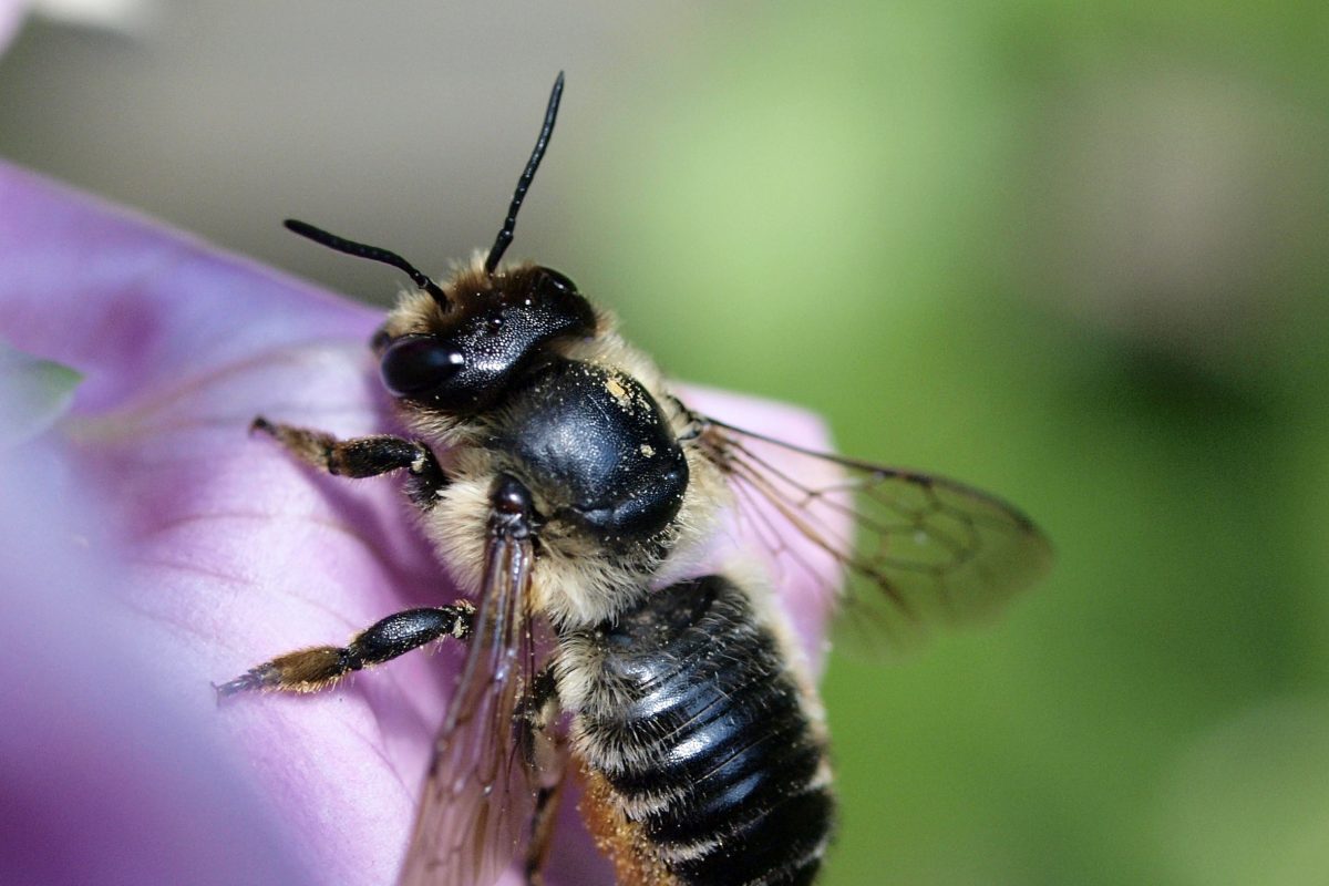 Leafcutter Bee