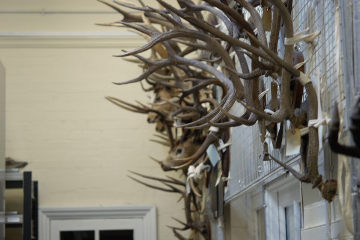 Numerous antlers mounted on a wall