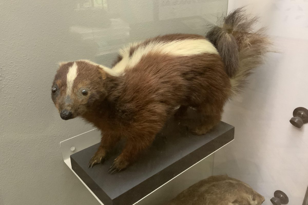 A taxidermy skunk